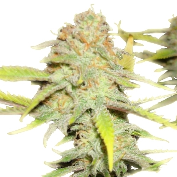 Royal Queen Seeds - O.G. Kush (fem.)