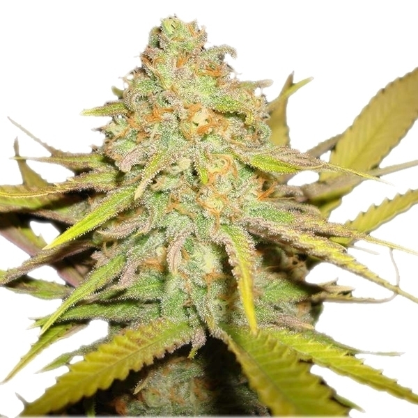 Royal Queen Seeds - O.G. Kush (fem.)