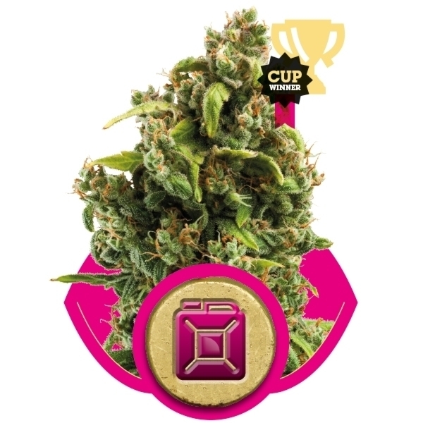Royal Queen Seeds - Sour Diesel (fem.)