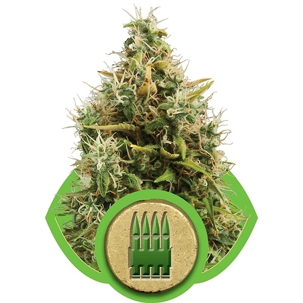 Royal Queen Seeds - Royal AK Automatic (auto/fem.)