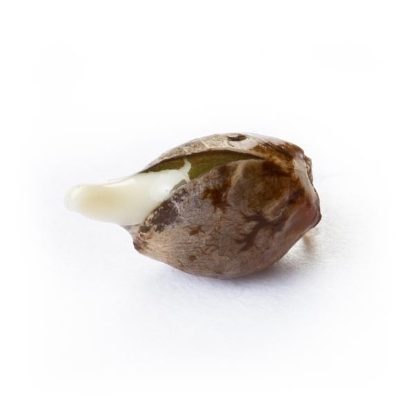 Royal Queen Seeds - Royal AK Automatic (auto/fem.)