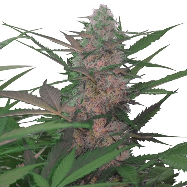 Royal Queen Seeds - Royal AK Automatic (auto/fem.)