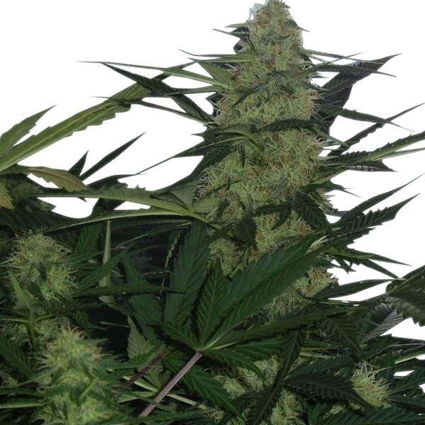 Royal Queen Seeds - Royal AK Automatic (auto/fem.)