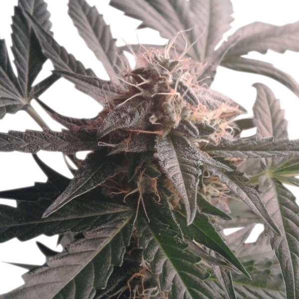 Royal Queen Seeds - Northern Light Automatic (auto/fem.)