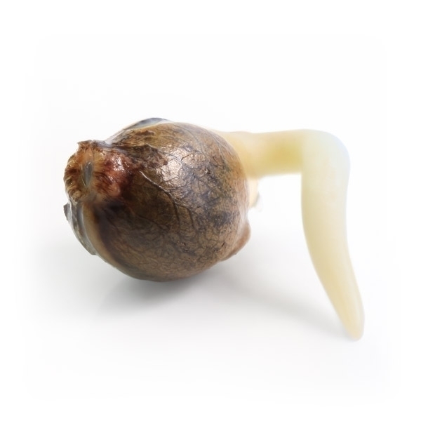 Royal Queen Seeds - White Widow Automatic (auto/fem.)