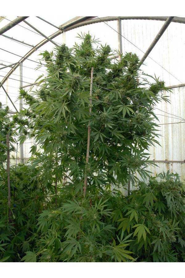 Dinafem - Moby Dick (fem.)