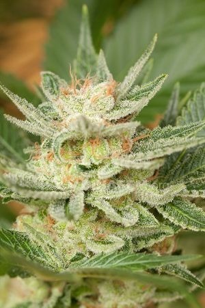 Dinafem - Moby Dick (fem.)