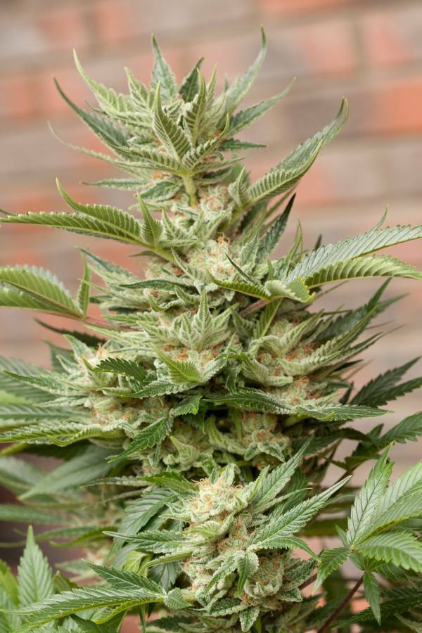 Dinafem - Moby Dick (fem.)