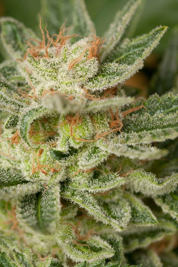 Dinafem - Moby Dick (fem.)