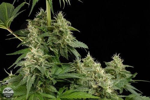 Dinafem - Moby Dick (fem.)