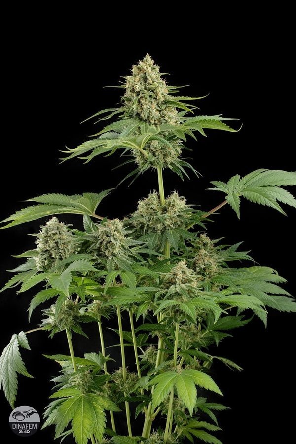 Dinafem - Moby Dick (fem.)