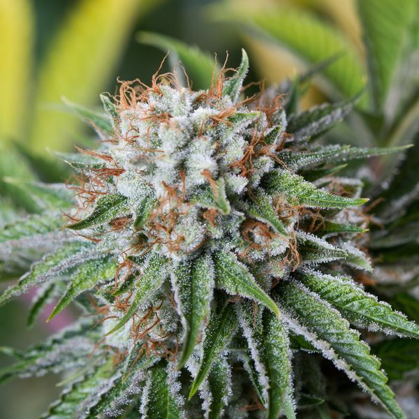 Dinafem - OG Kush (fem.)