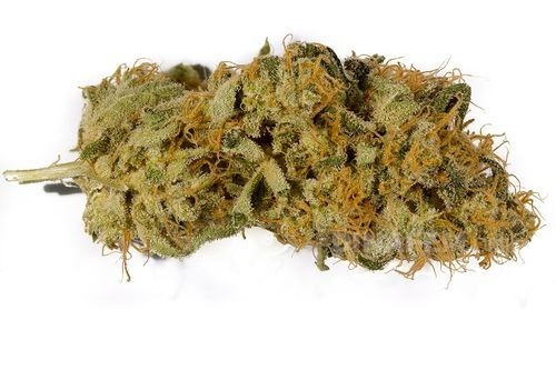 Dinafem - OG Kush (fem.)