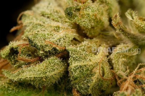 Dinafem - OG Kush (fem.)