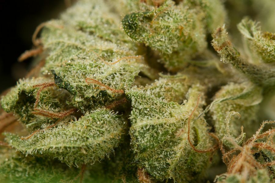 Dinafem - Original Amnesia (fem.)
