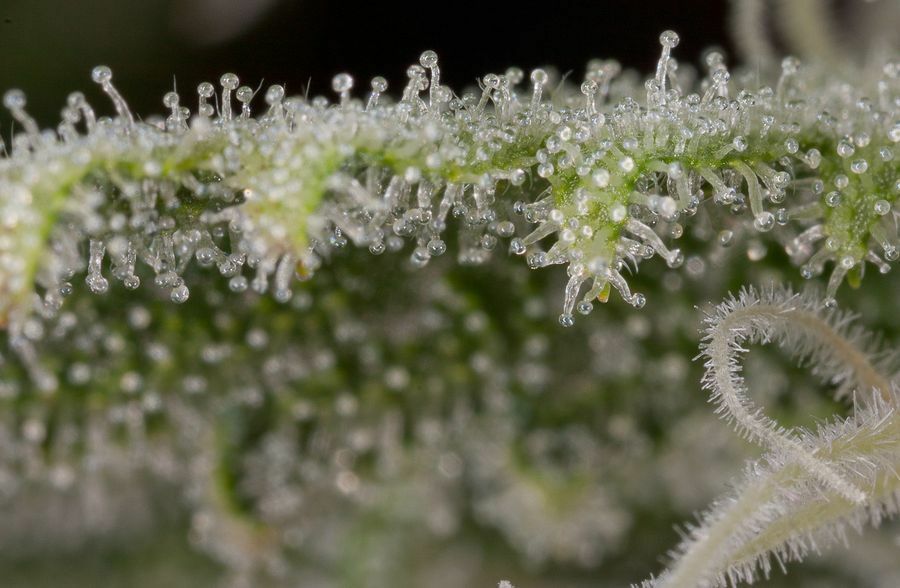 Dinafem - Original Amnesia (fem.)