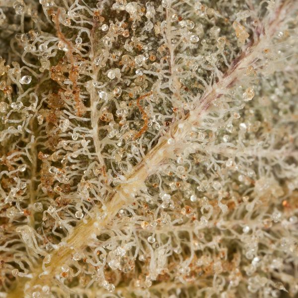Dinafem - Original Amnesia (fem.)