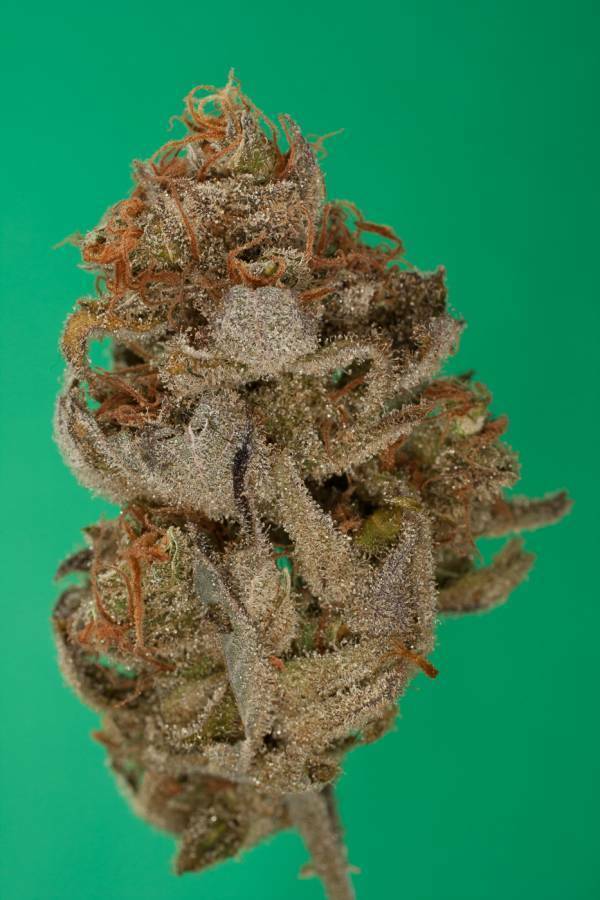 Dinafem - Original Amnesia (fem.)