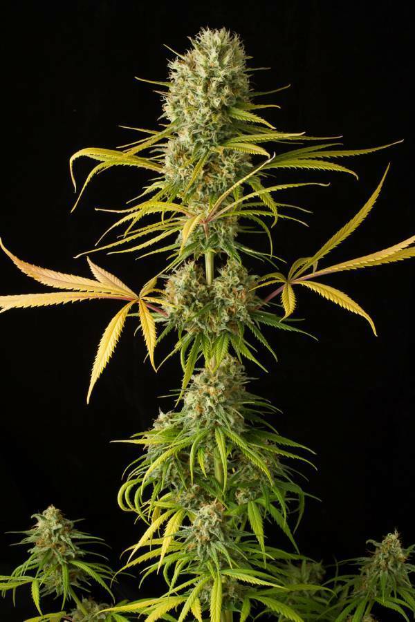 Dinafem - Original Amnesia (fem.)