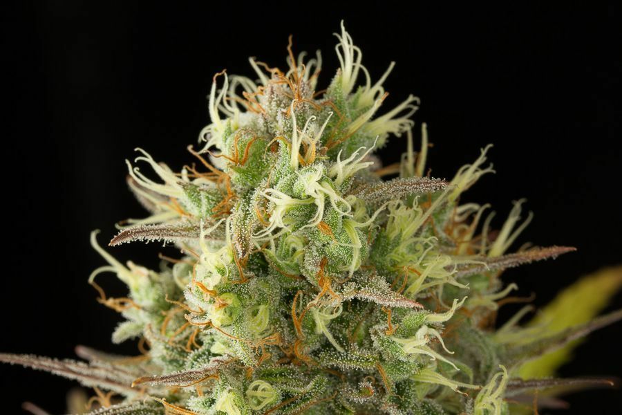 Dinafem - Original Amnesia (fem.)