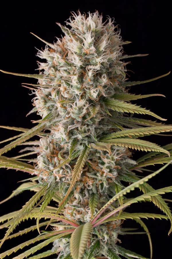 Dinafem - Original Amnesia (fem.)