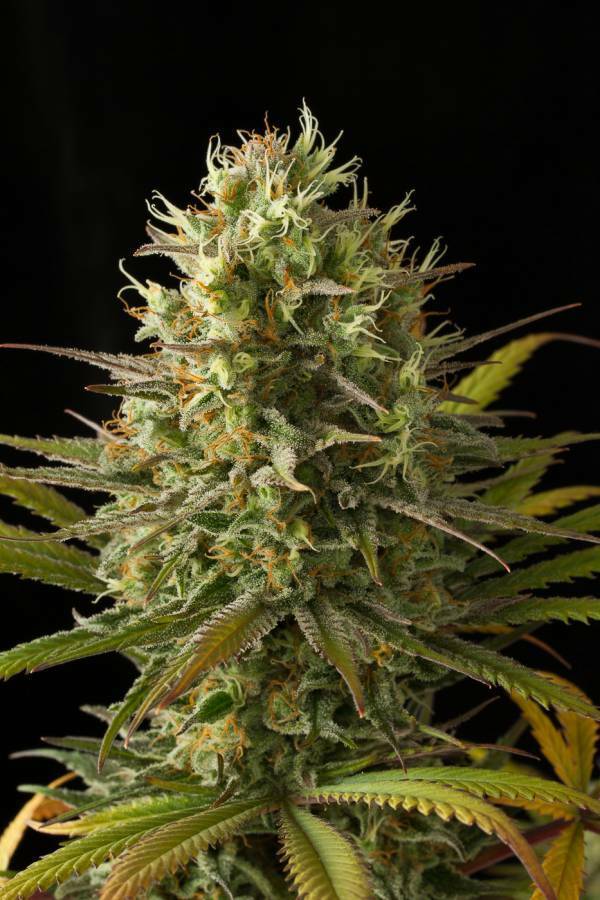 Dinafem - Original Amnesia (fem.)