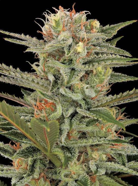 Dinafem - Original Amnesia (fem.)