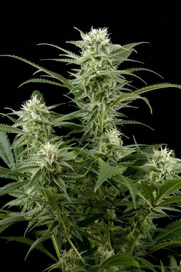 Dinafem - Original Amnesia (fem.)