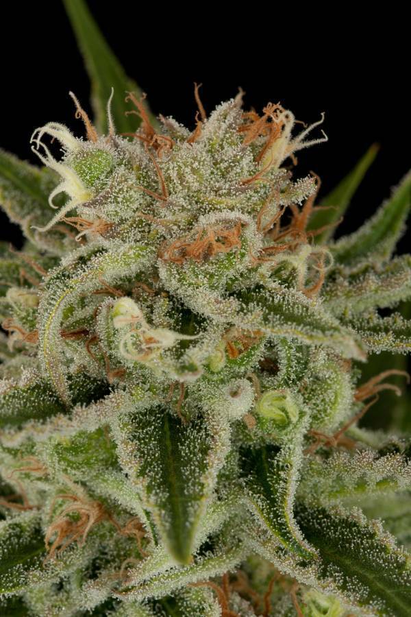 Dinafem - Original Amnesia (fem.)