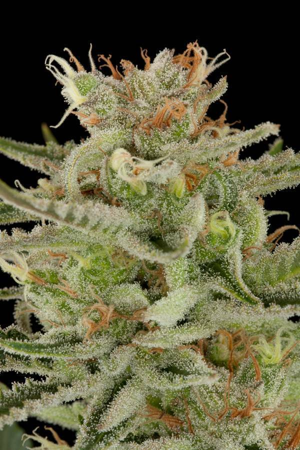 Dinafem - Original Amnesia (fem.)