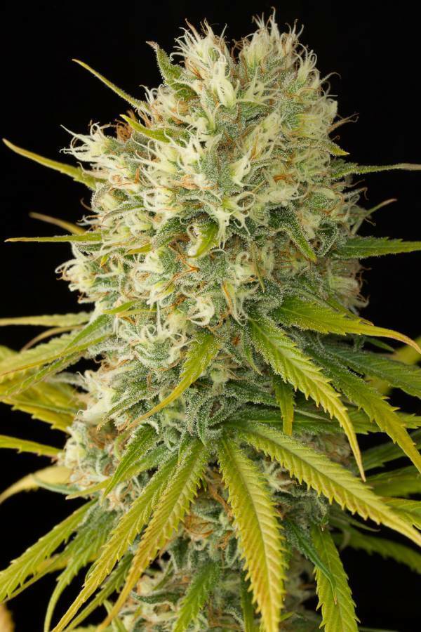 Dinafem - Original Amnesia (fem.)