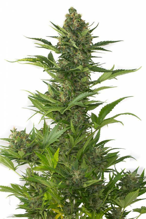 Dinafem - Amnesia XXL Autoflowering (auto/fem.)