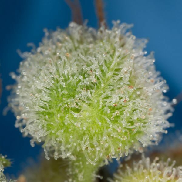 Dinafem - Amnesia XXL Autoflowering (auto/fem.)