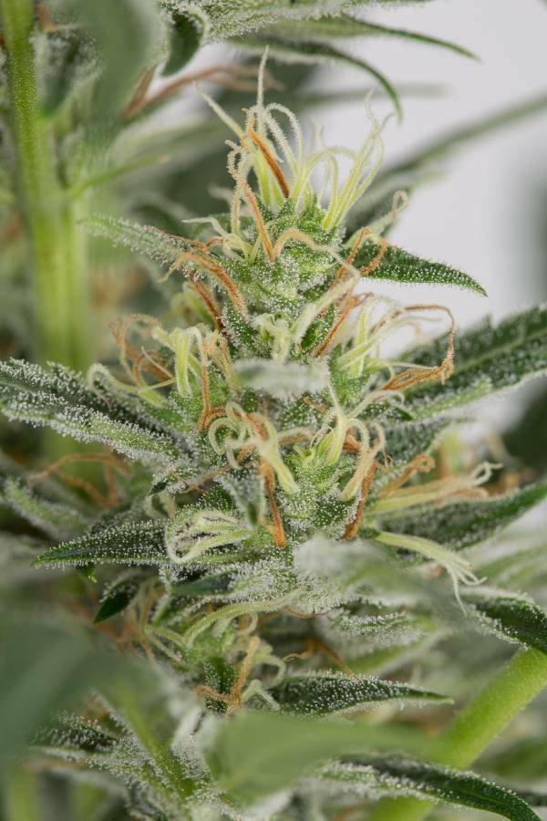 Dinafem - Amnesia XXL Autoflowering (auto/fem.)