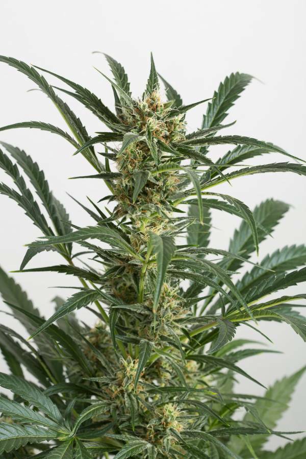 Dinafem - Amnesia XXL Autoflowering (auto/fem.)
