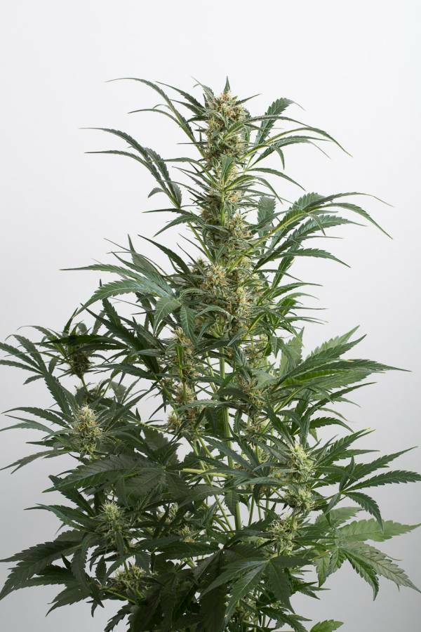 Dinafem - Amnesia XXL Autoflowering (auto/fem.)