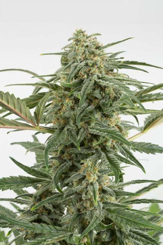 Dinafem - Critical+ 2.0 Autoflowering (auto/fem.)