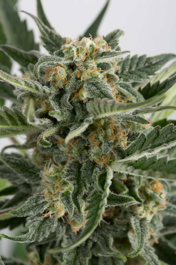 Dinafem - Critical+ 2.0 Autoflowering (auto/fem.)