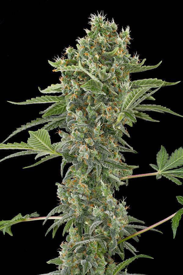 Dinafem - Moby Dick Autoflowering (auto/fem.)