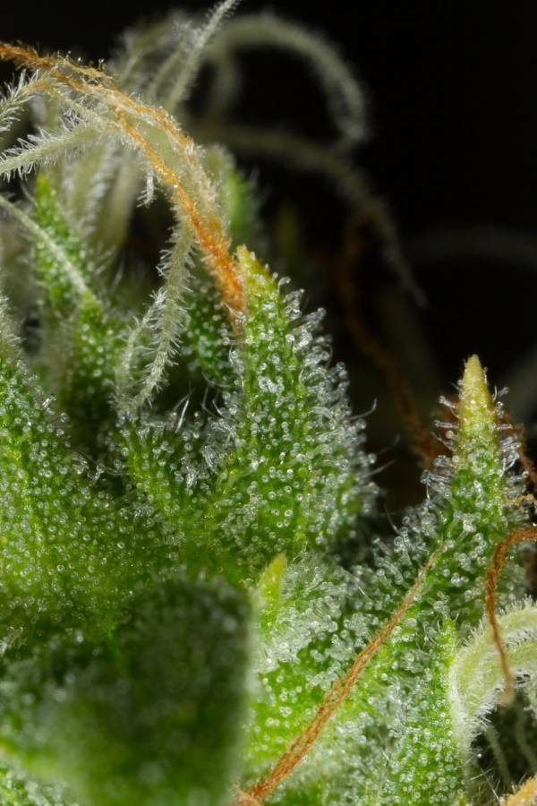 Dinafem - White Widow XXL Autoflowering (auto/fem.)