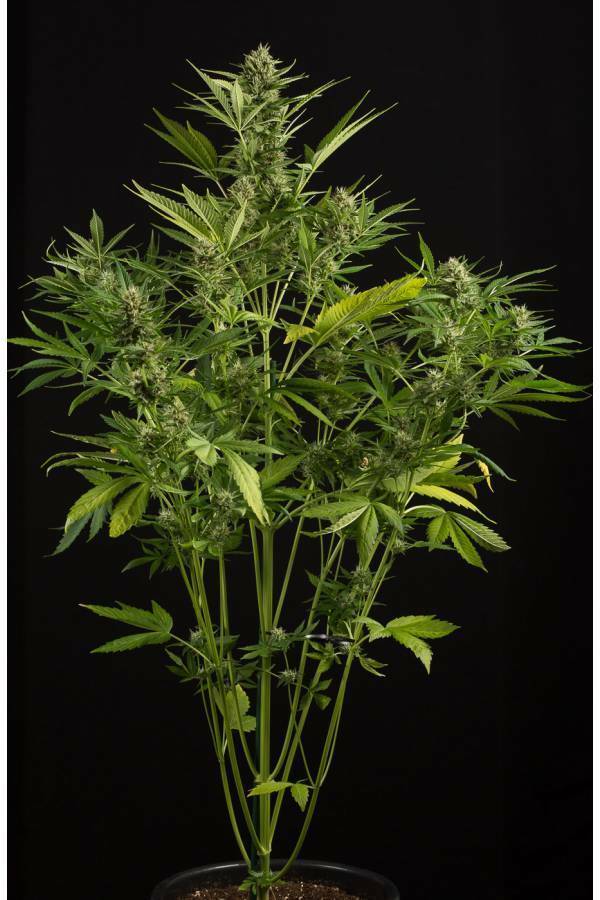 Dinafem - White Widow XXL Autoflowering (auto/fem.)
