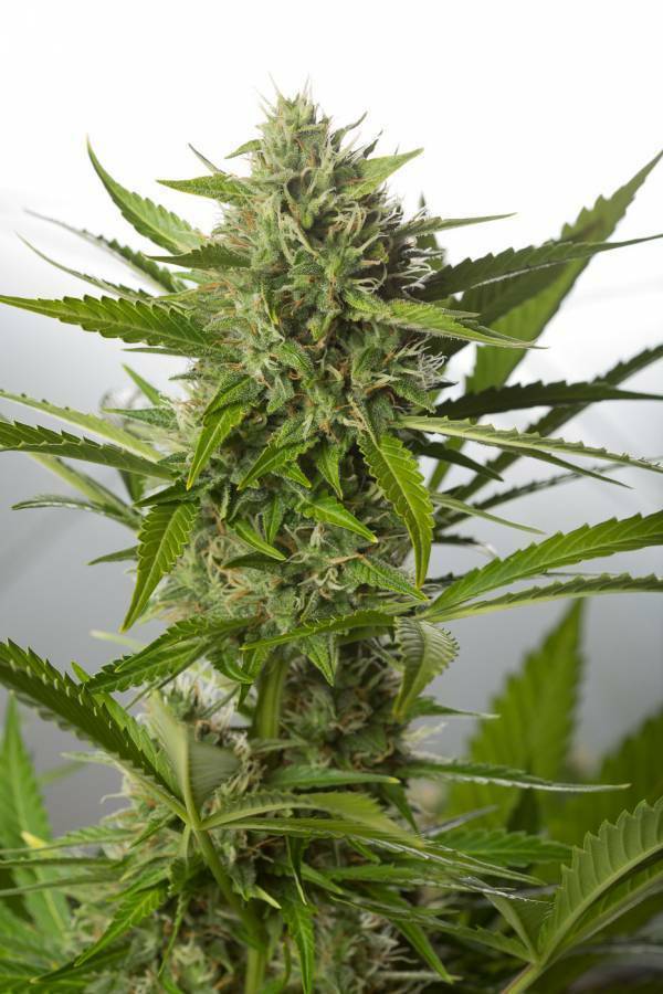 Dinafem - White Widow XXL Autoflowering (auto/fem.)