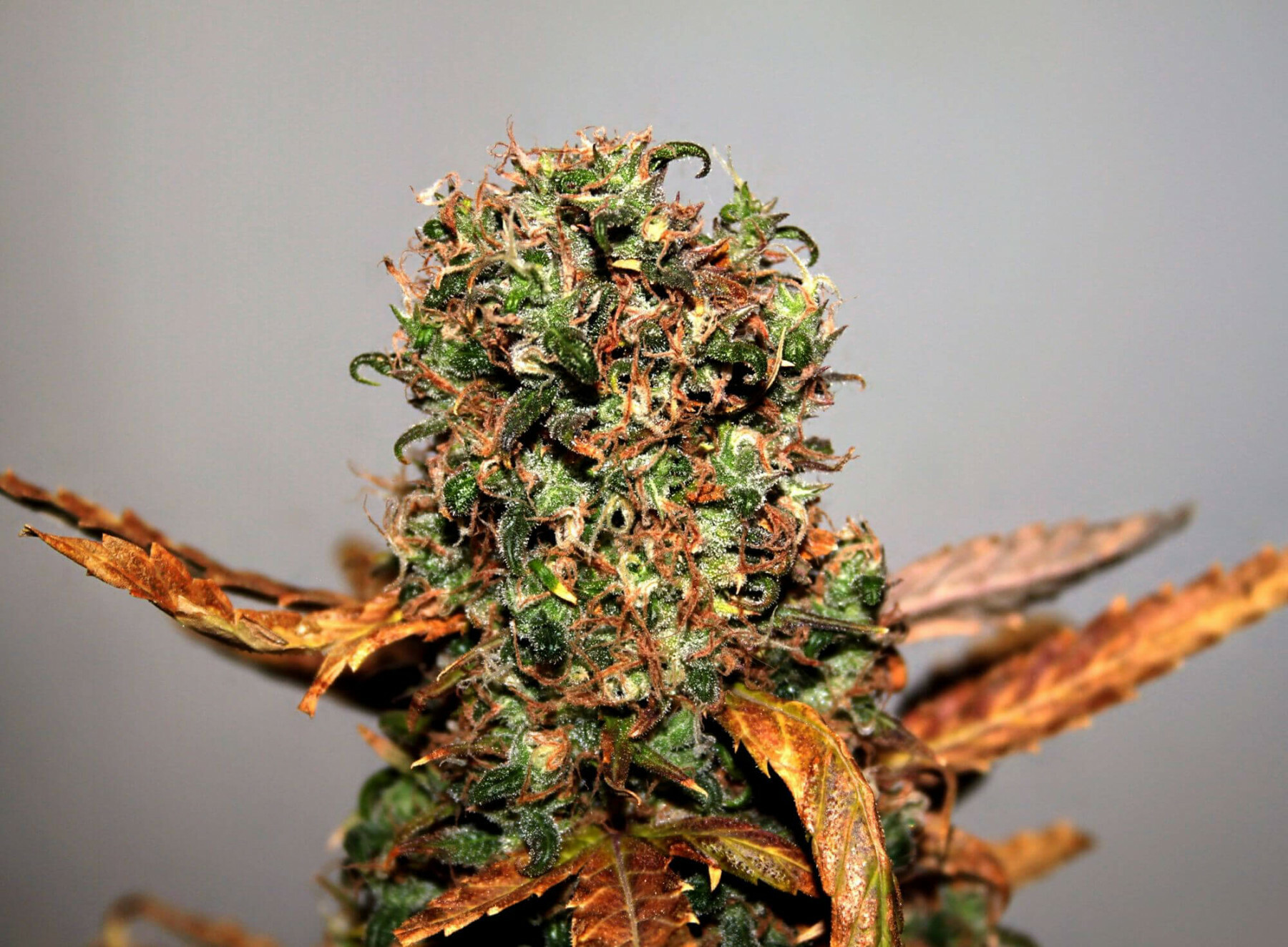 Seedsman - White Widow (reg.)