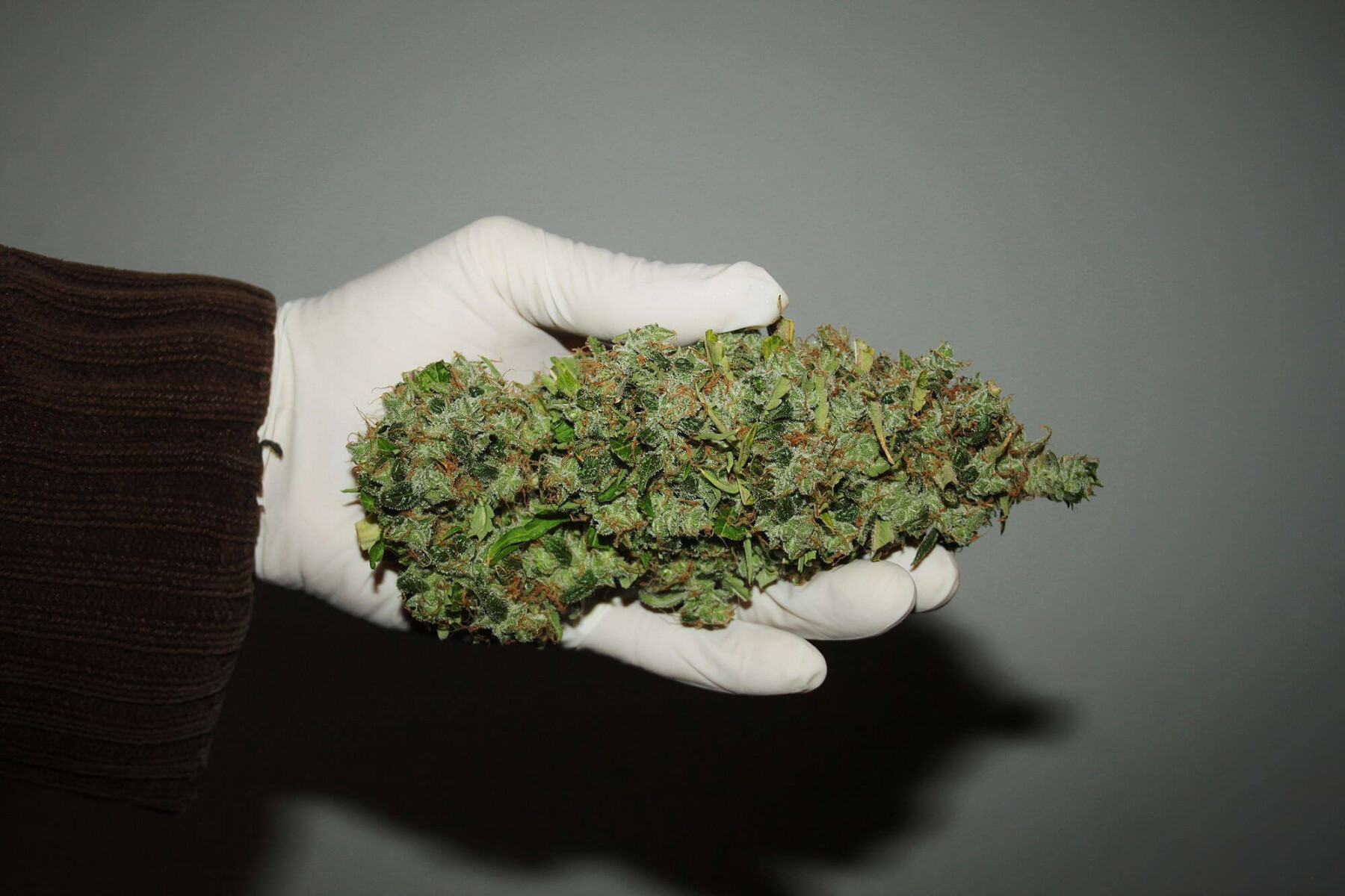Seedsman - White Widow (reg.)