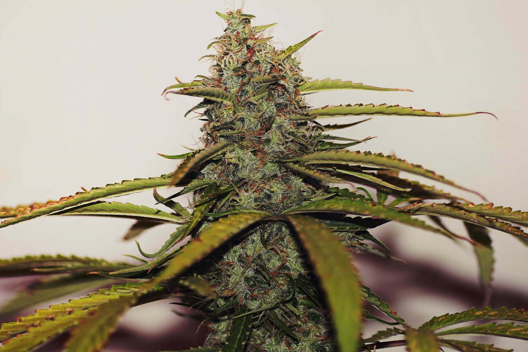 Seedsman - White Widow (reg.)