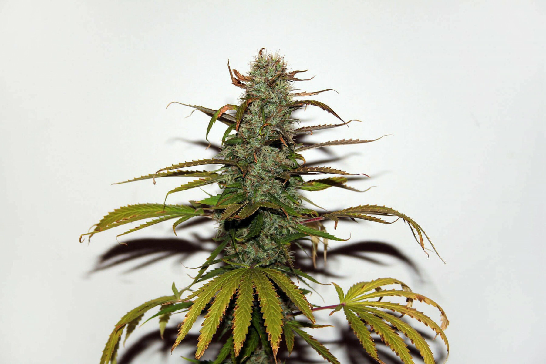 Seedsman - White Widow (reg.)