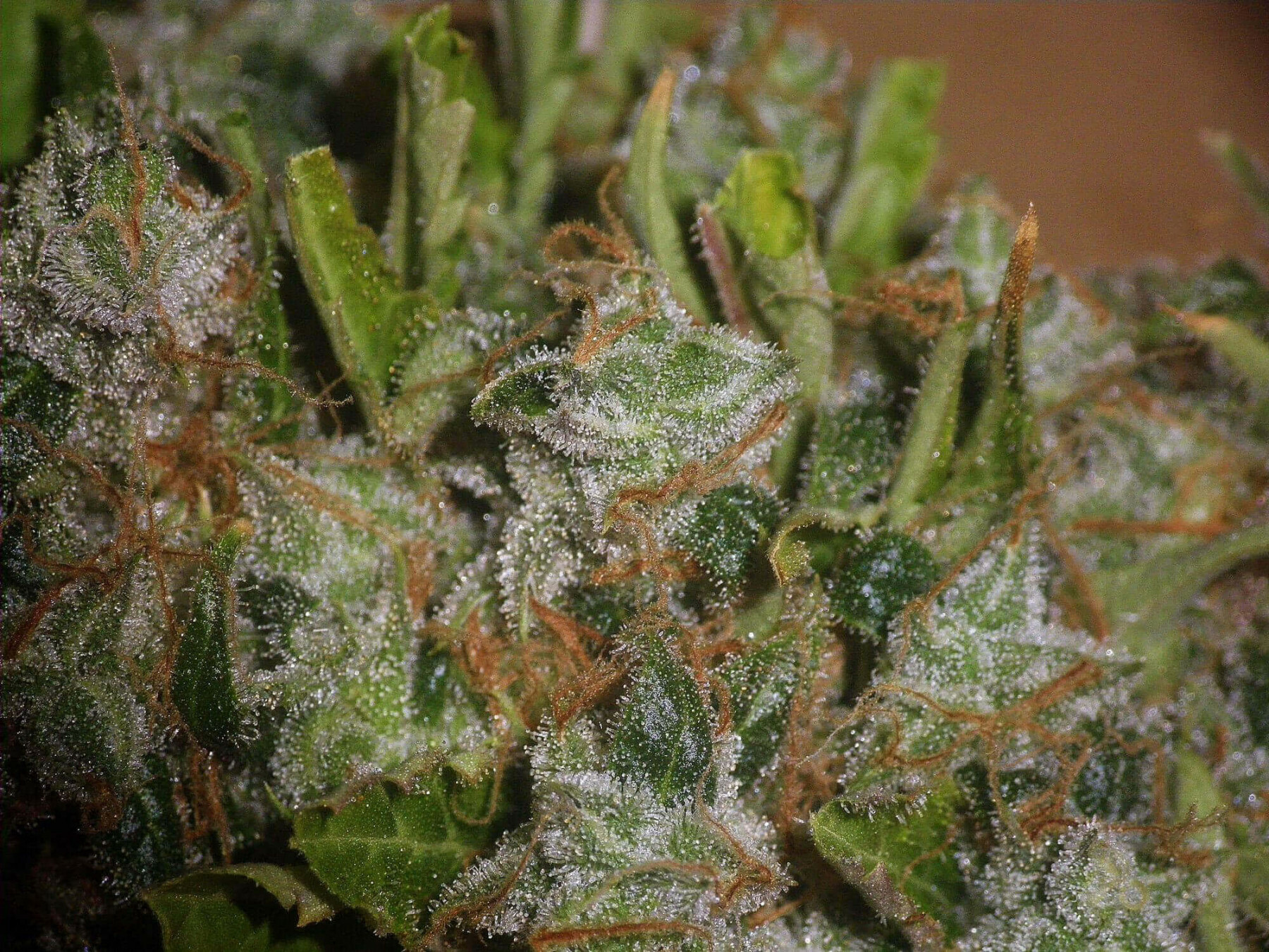 Seedsman - White Widow (reg.)