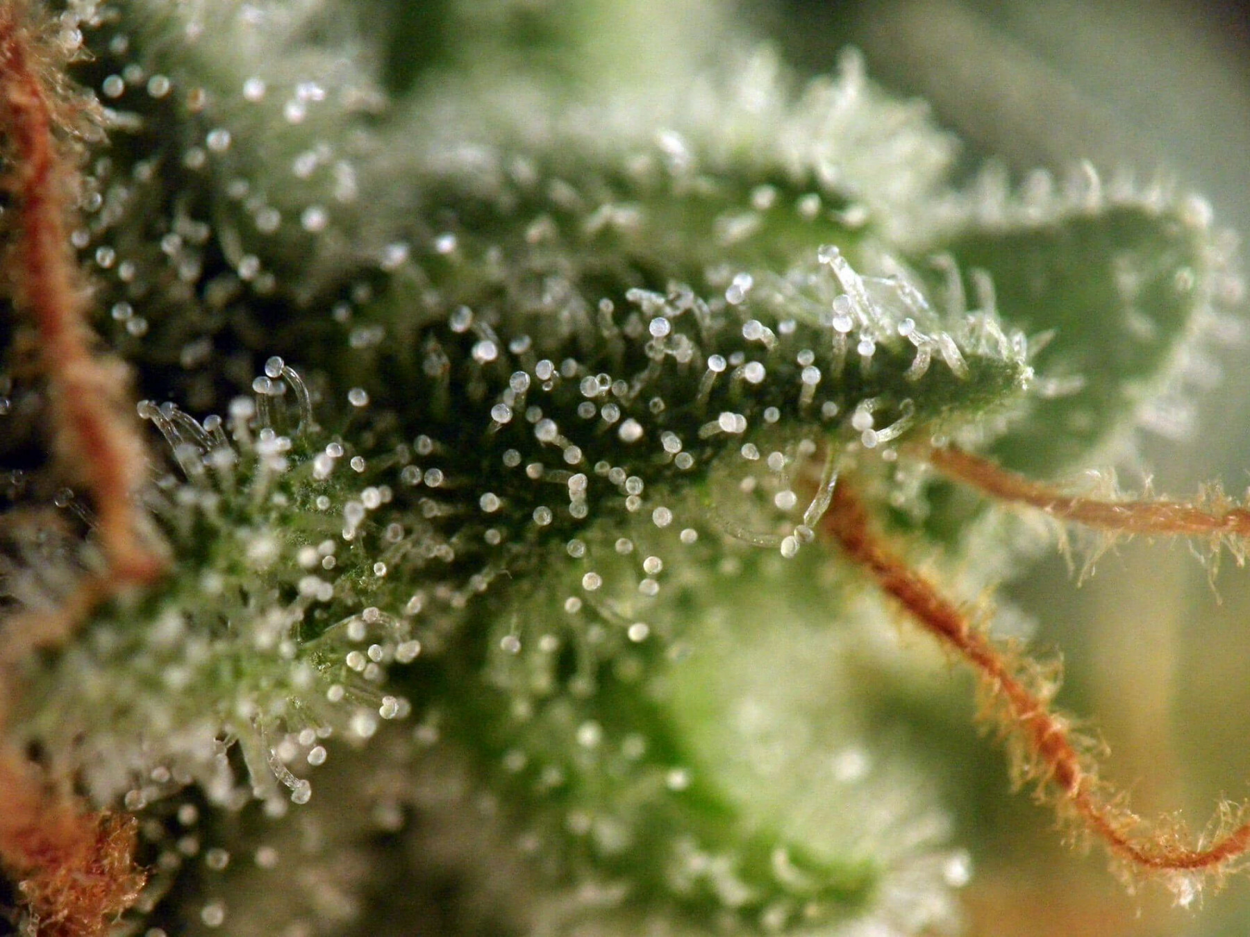Seedsman - White Widow (reg.)