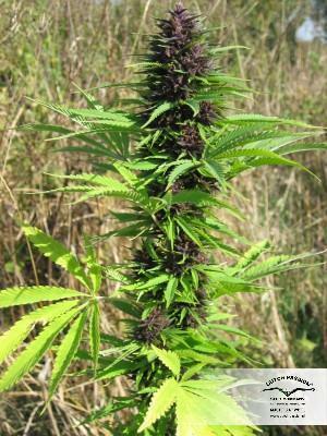 Dutch Passion - Shaman (reg.)
