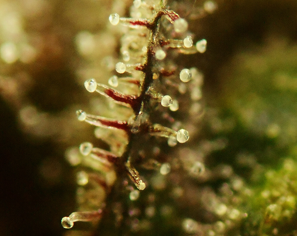 Seedsman - African Buzz (reg.)